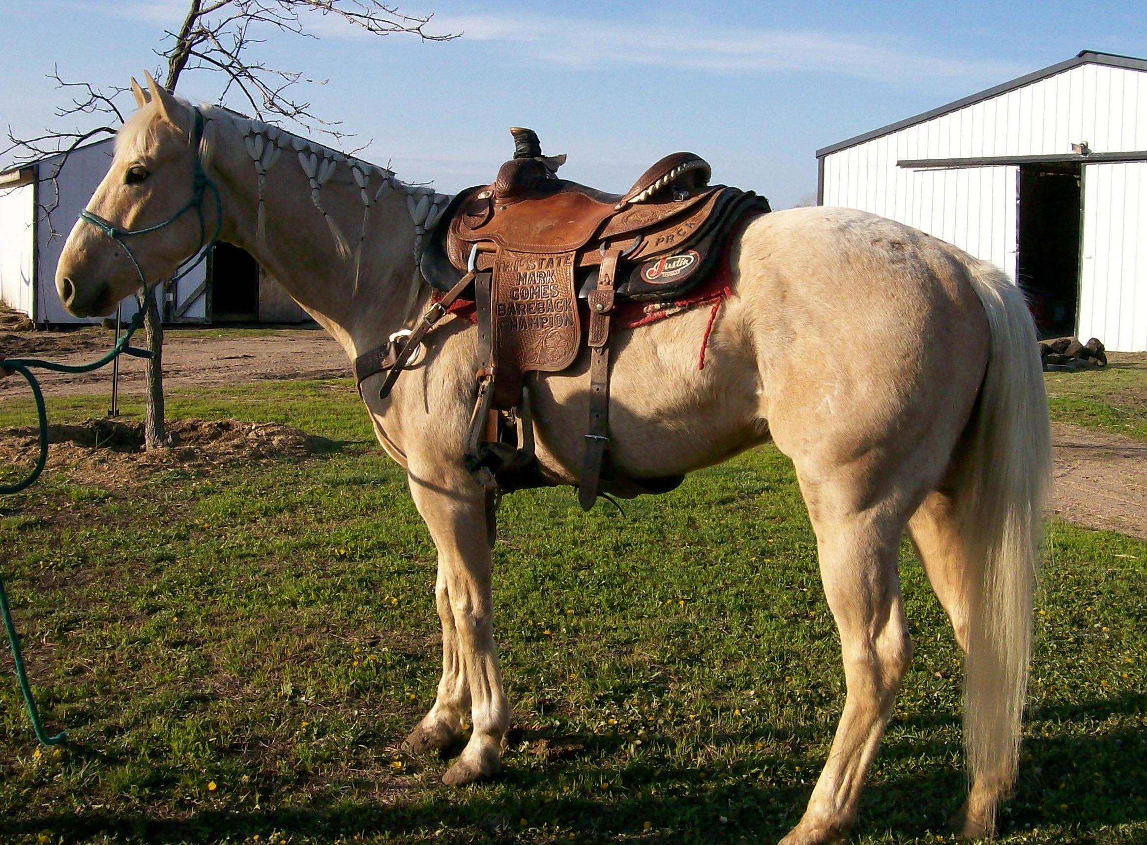 Aqha fast mercedes #1